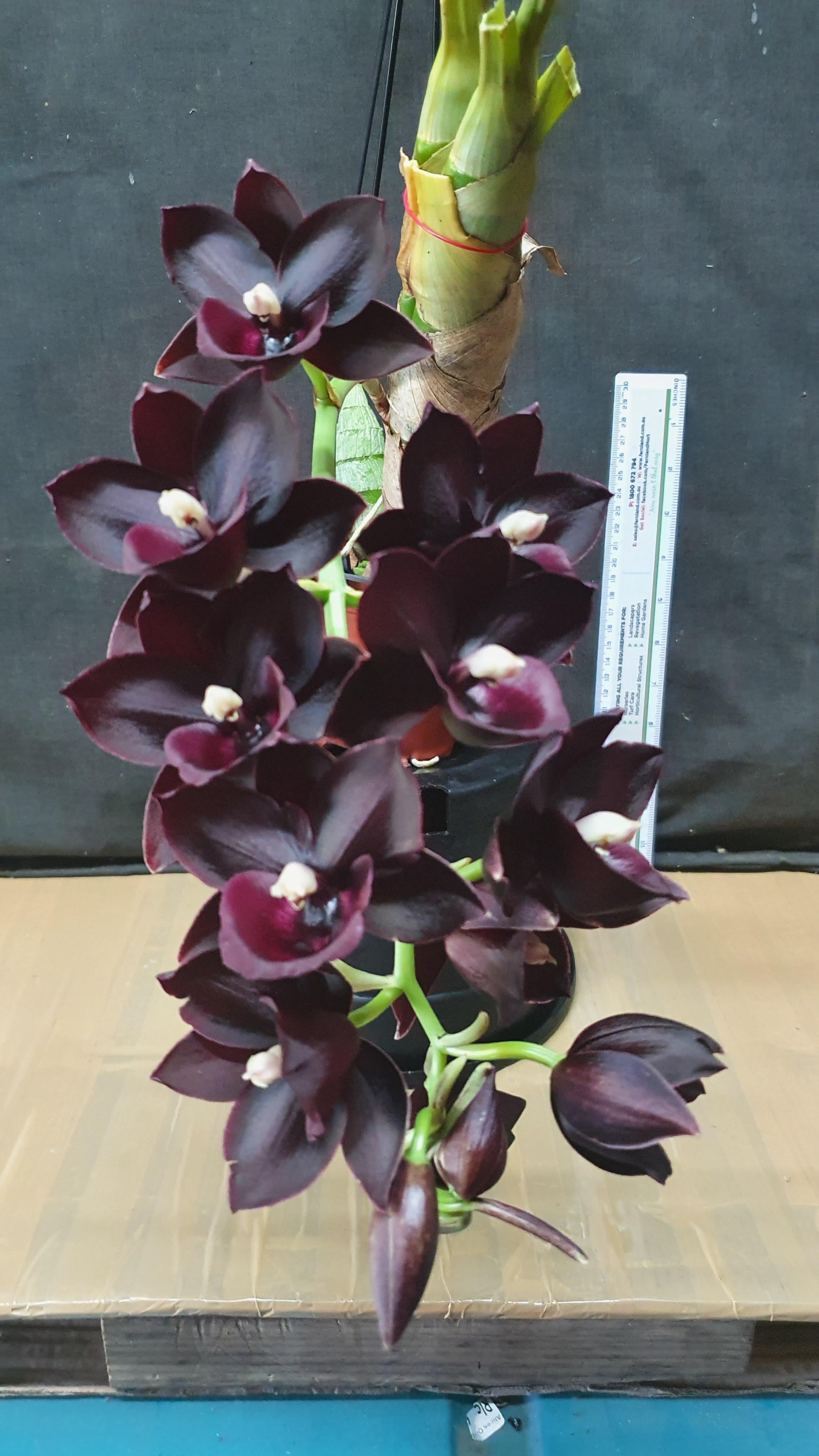 TOP Monneria Jumbo delight ( Fragrant ) Main image
