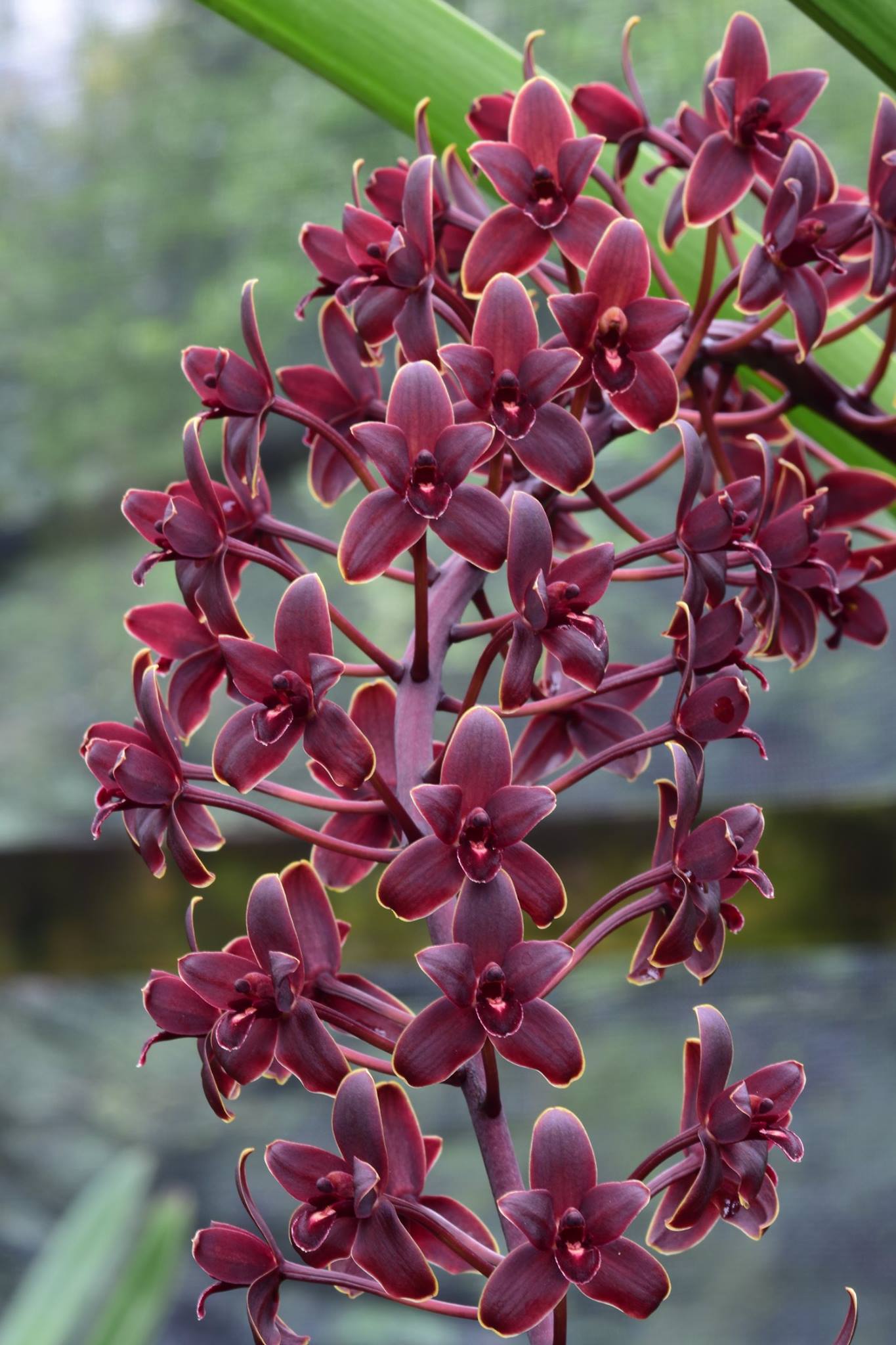 Grammatocymbidium Indrajit x Cymbidium Little Black Sambo