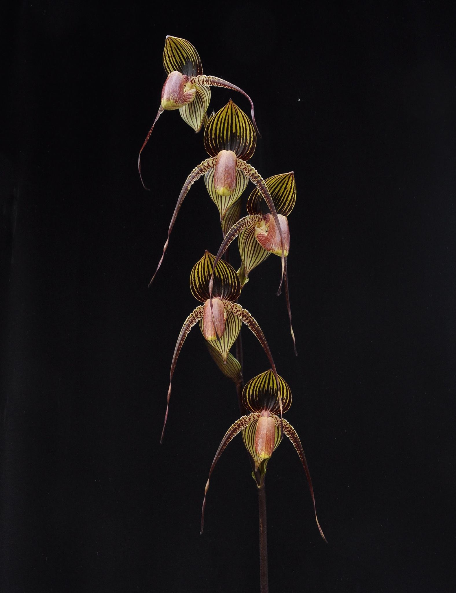 Paph. St Swithin 'Bear-1' x Paph. Wossner Black Wings 'Bear' (RARE MULTIFLORAL TYPE) Secondary image