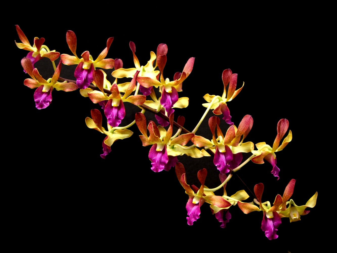 Dendrobium Hai Sing x Pink Lip (Hard Cane Flowering Size)