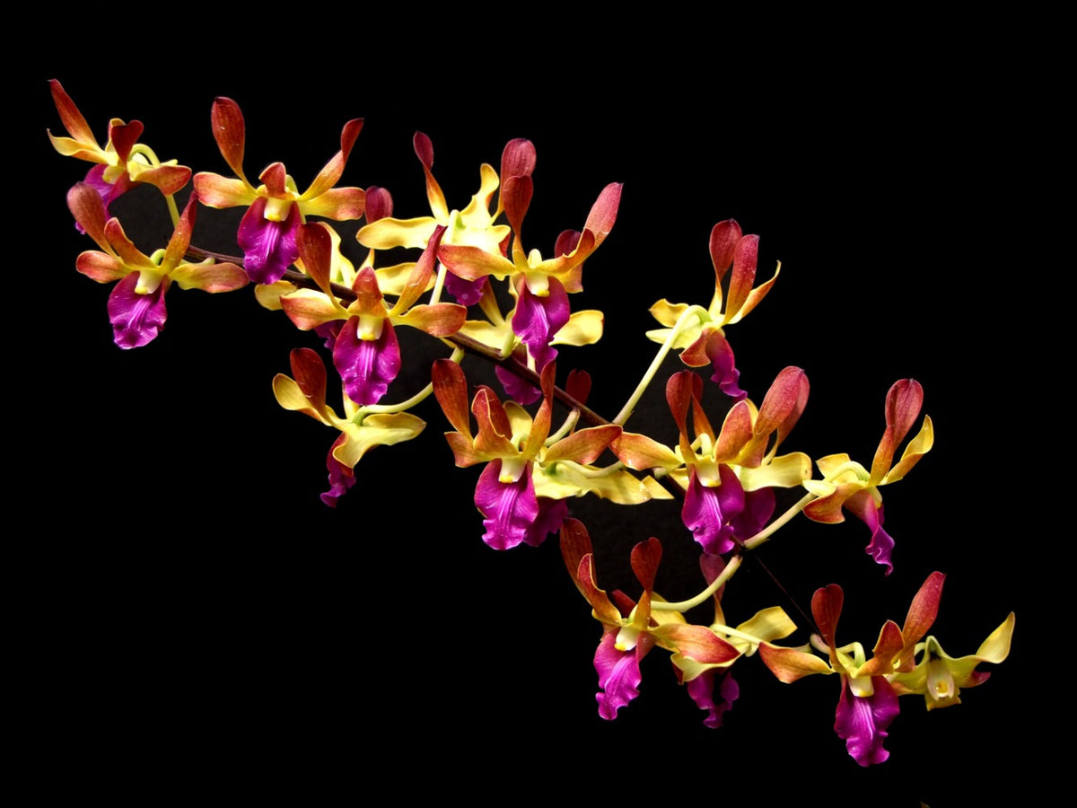 Dendrobium Hai Sing x Pink Lip (Hard Cane Flowering Size)