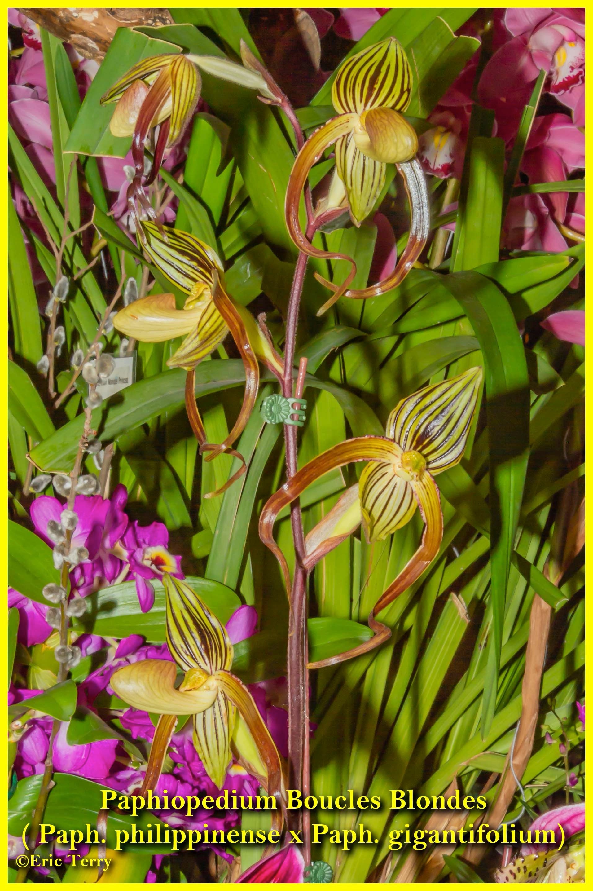 Paphiopedilum Boucles Blondes Main image