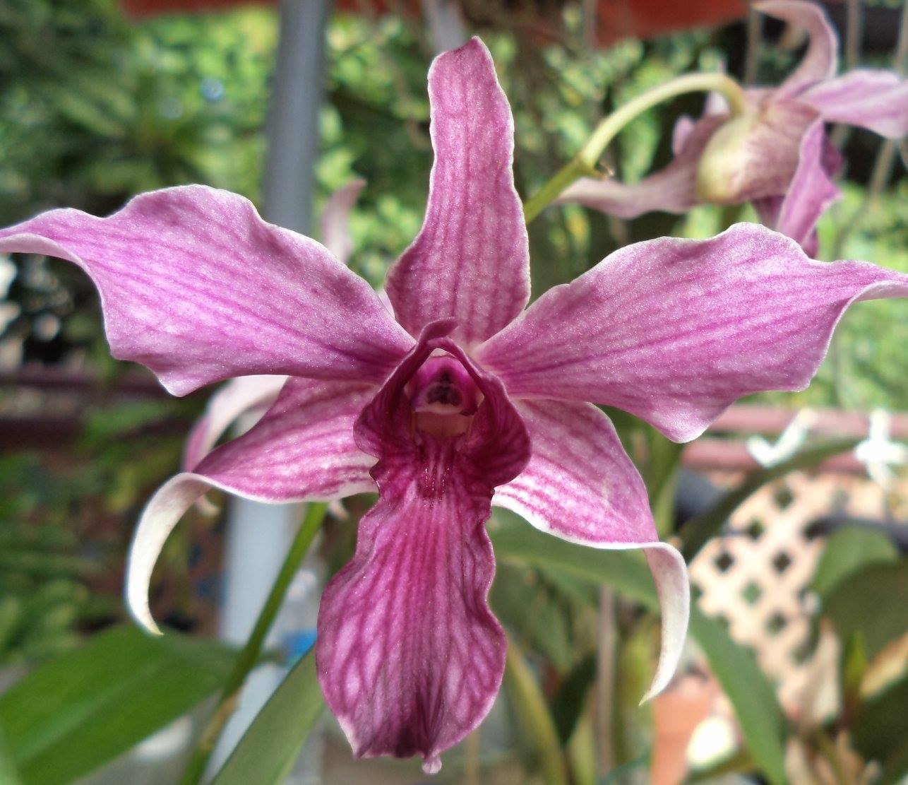 Dendrobium Hawaii Spectacular (Den spectabile x Den Big Alex) Latuorea Family Secondary image