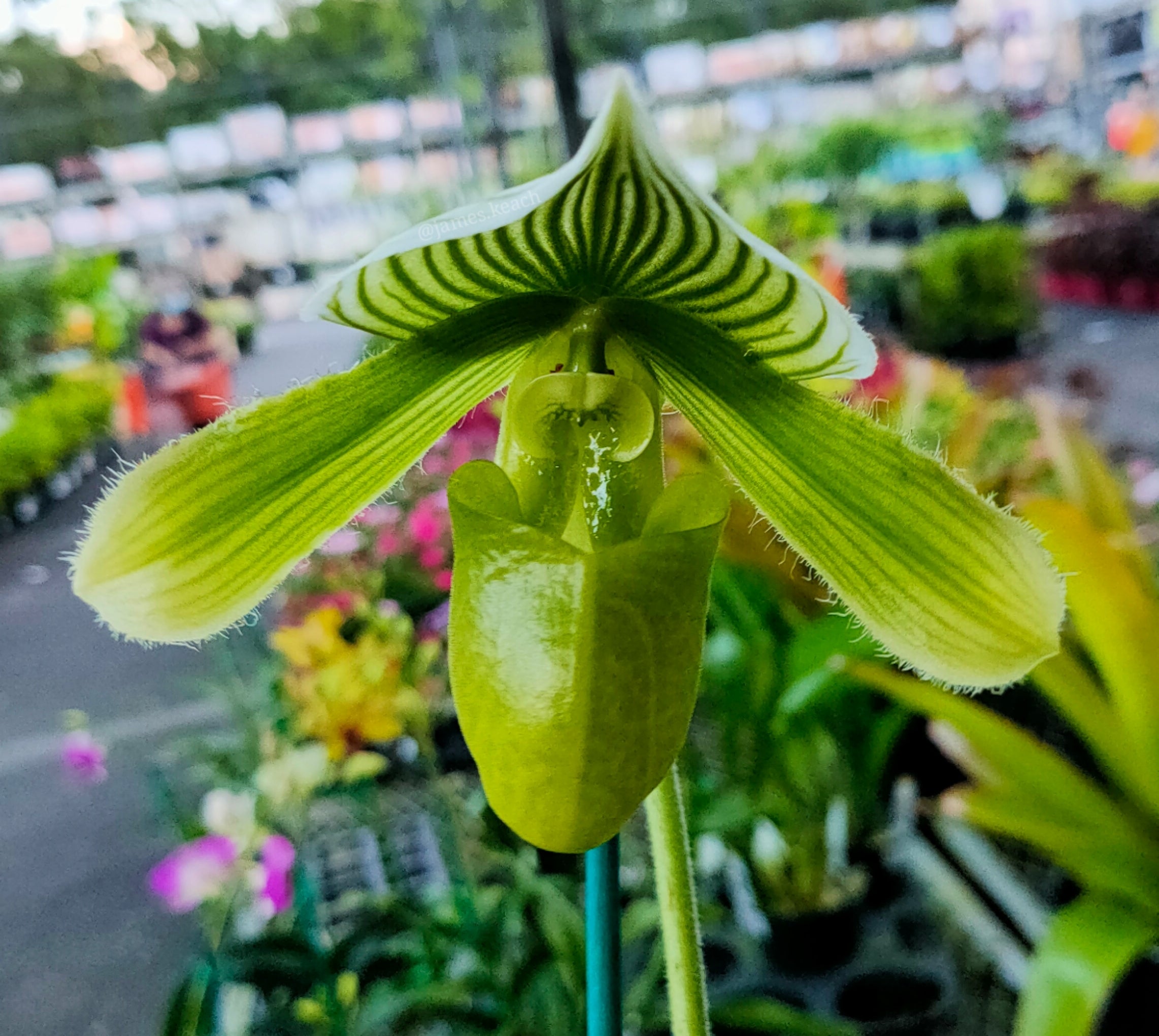 Paph. Hsinying Lime Main image