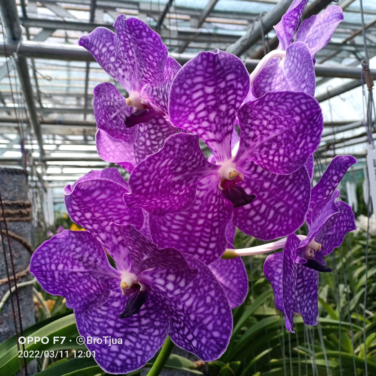 Vanda Gordon Dillon x Vanda Pitpreecha (BLOOMING SIZE) Secondary image