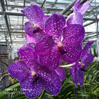 Vanda Gordon Dillon x Vanda Pitpreecha (BLOOMING SIZE)