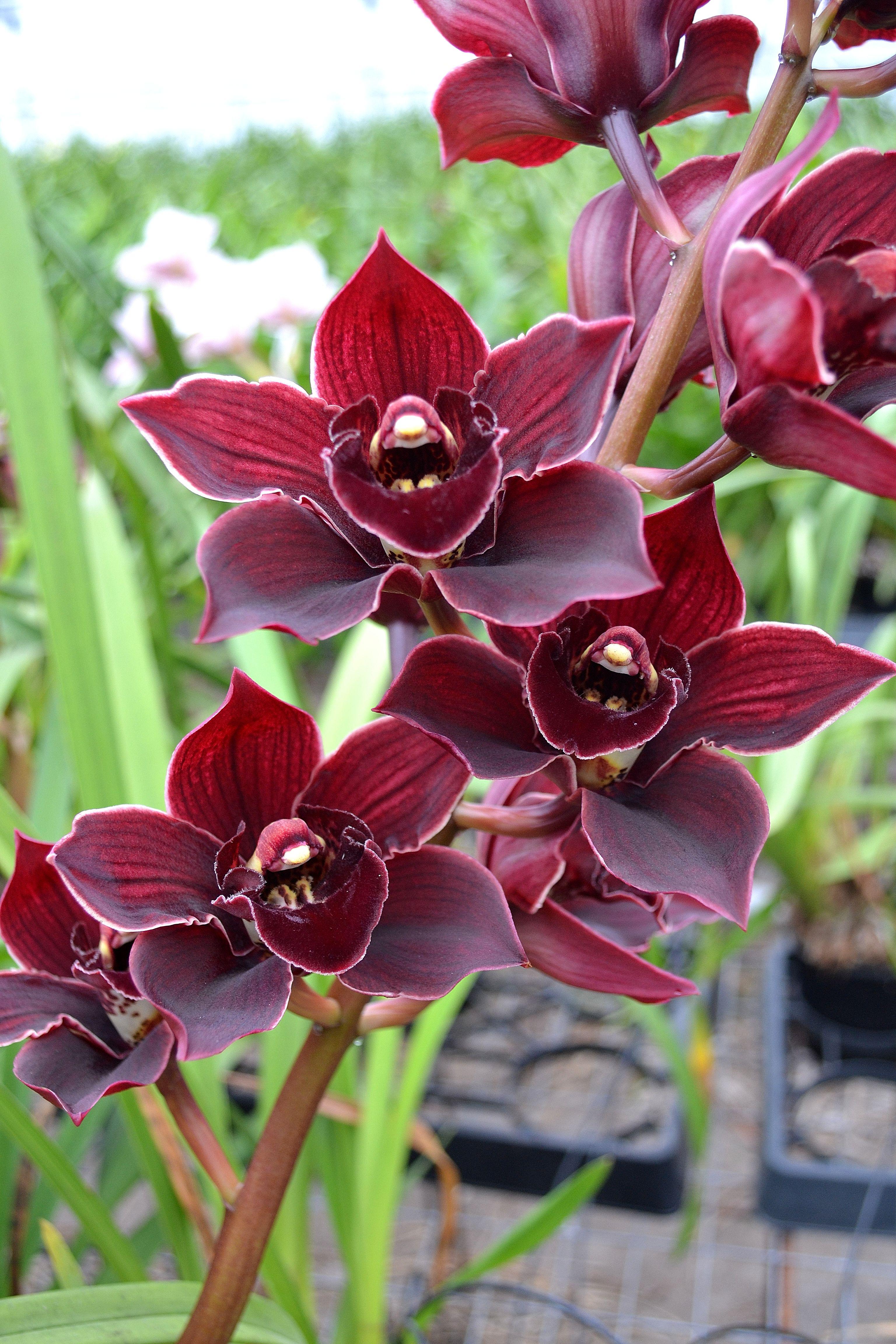 Cymbidium Hot Island (Mericlone) Main image