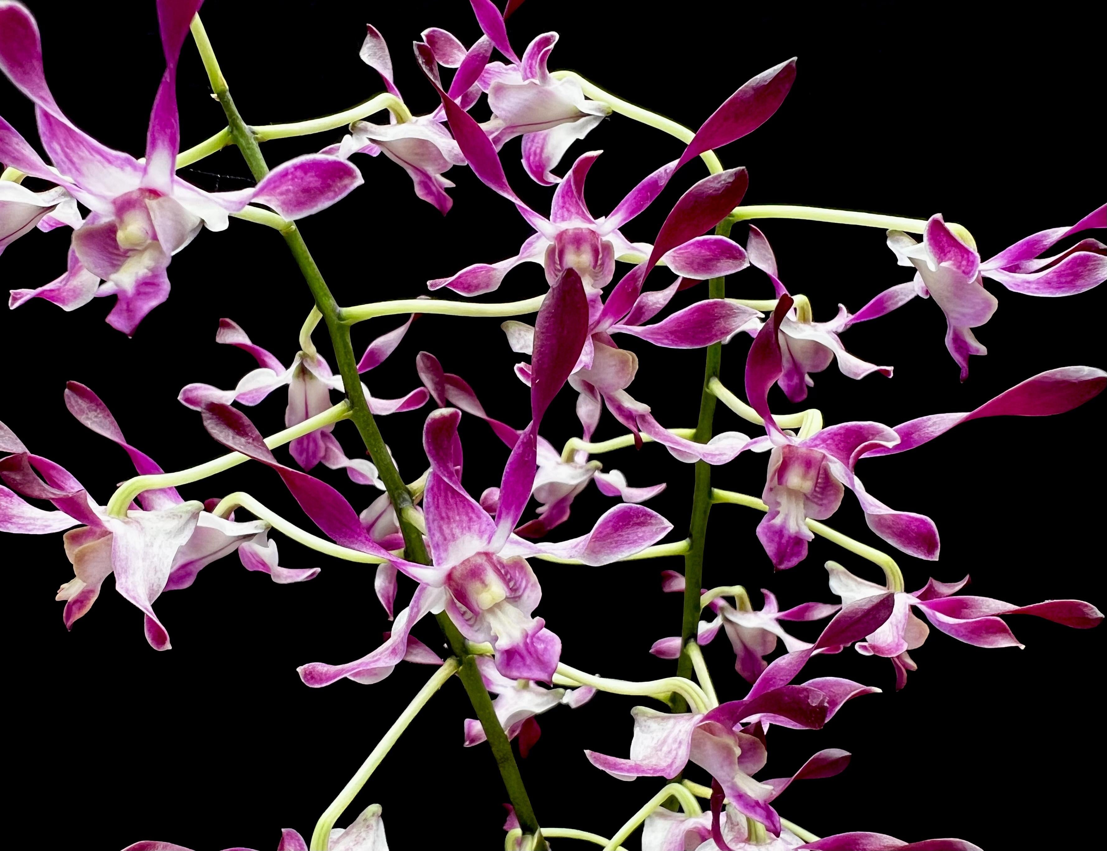Dendrobium Helen Patricia (Poss) x Straitiotes Main image