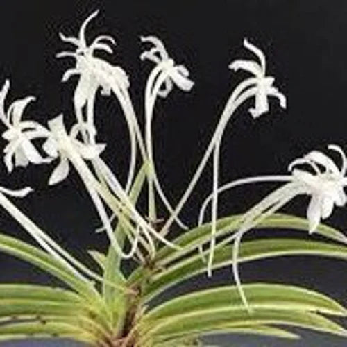 Neofinetia falcata (Fragrant Species) IN SPIKE NOW