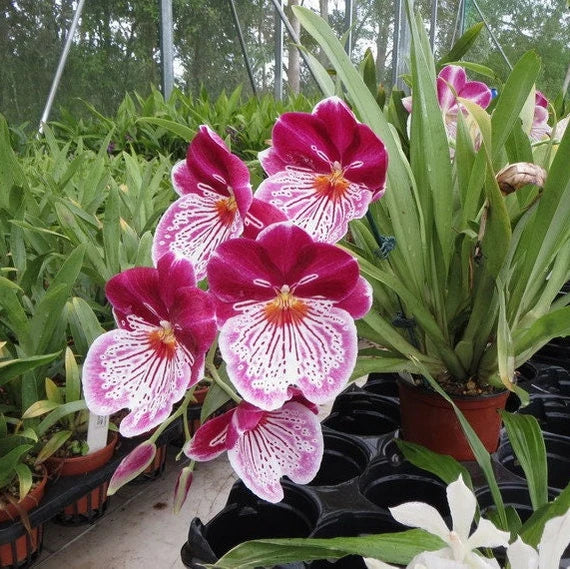 Miltoniopsis Breathless Brilliant Main image