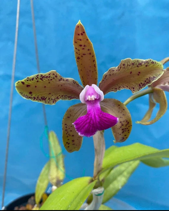 Cattleya Bicolor (IN FLOWER NOW)