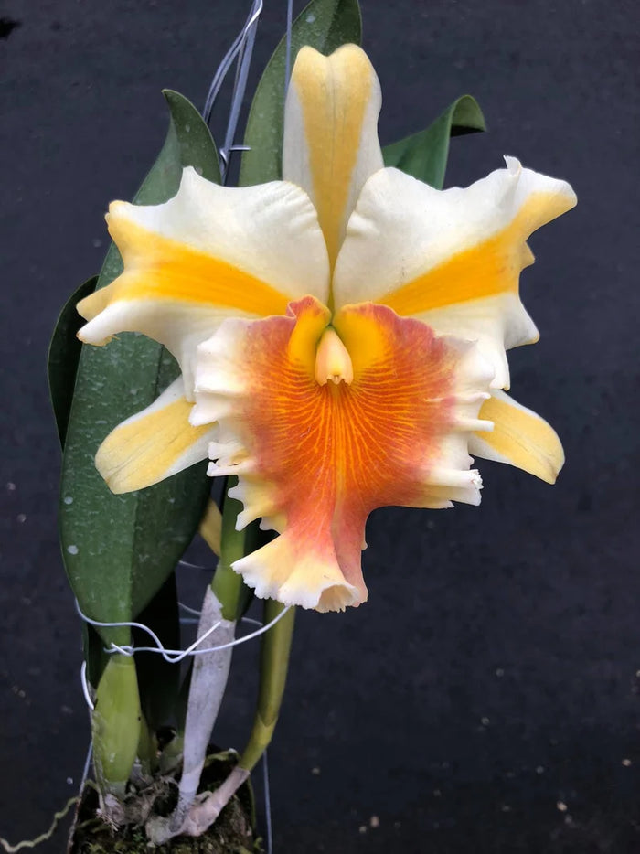 Pack of 14 Beautiful Cattleya Hybrids with FREE SHIPPING!