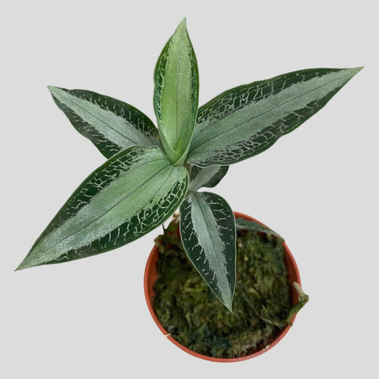TOP - Aspidogyne argentea (Jewel Orchid)