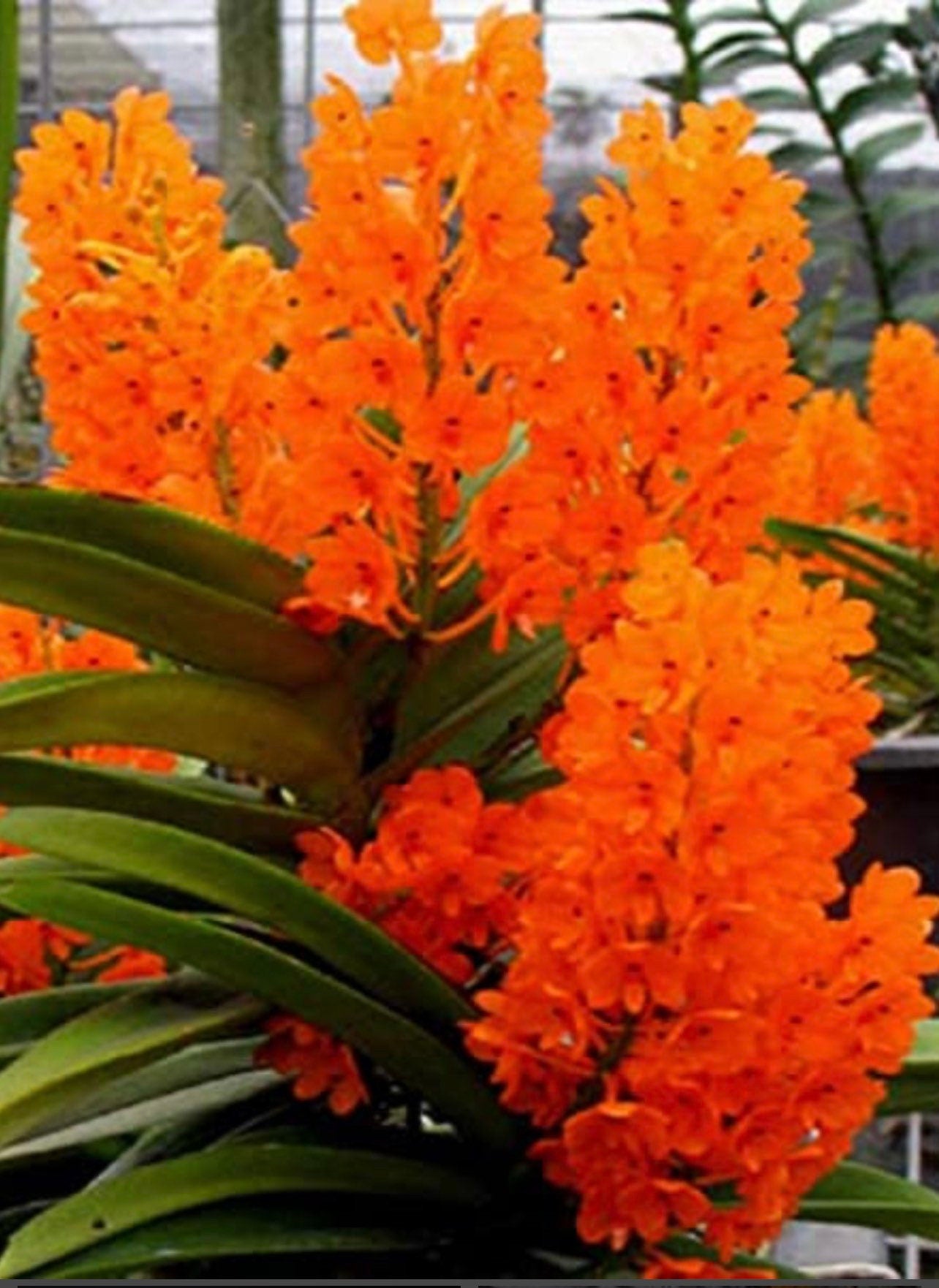 Vanda miniata (Miniature - good for small areas)