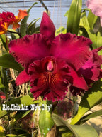 Rlc. Chia Lin 'New City' ( Fragrant ) seedling