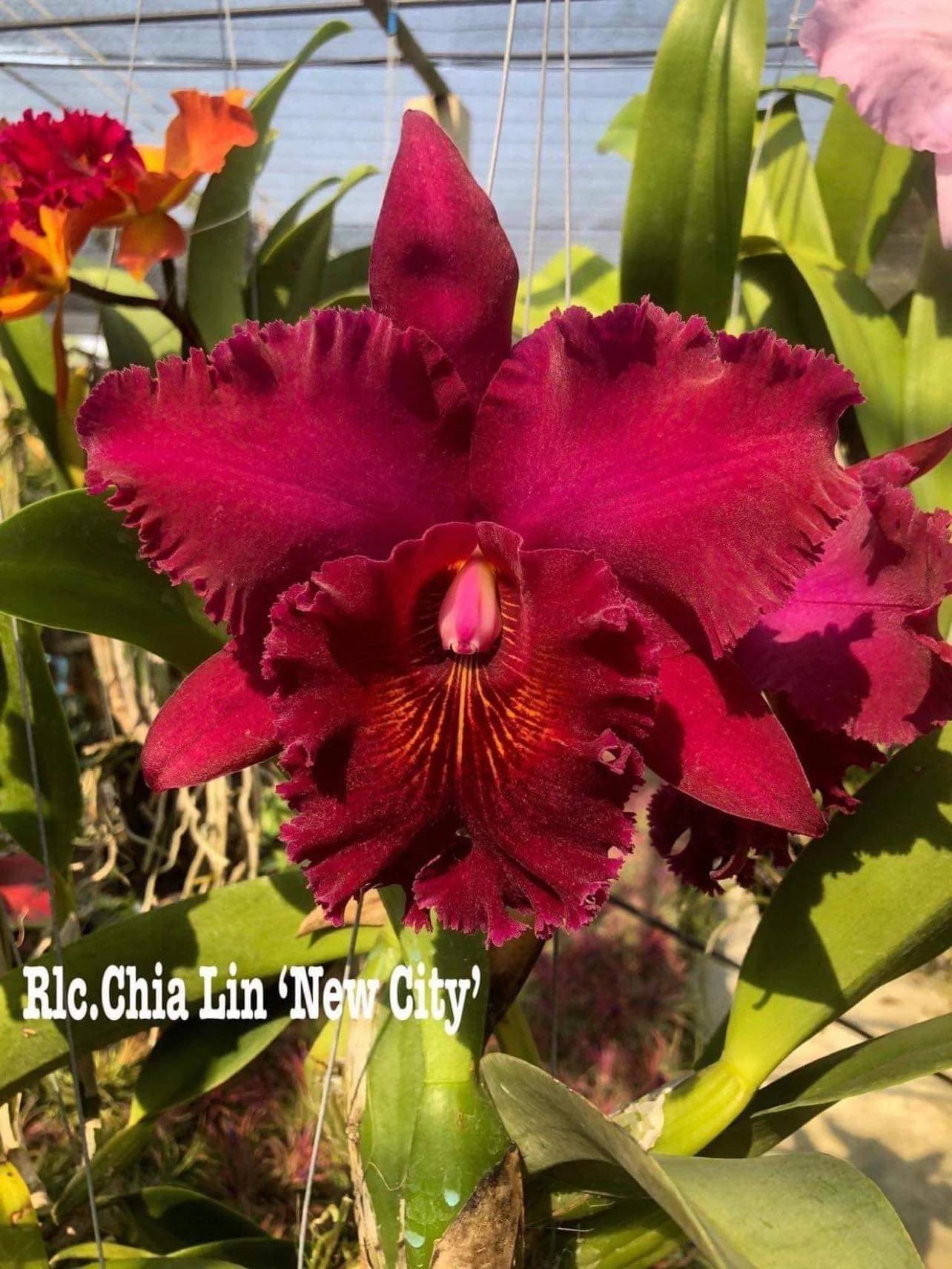 Rlc. Chia Lin 'New City' ( Fragrant ) seedling