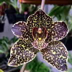 Grammatophyllum Pakkret Armada 'Walrus' (mericlone)