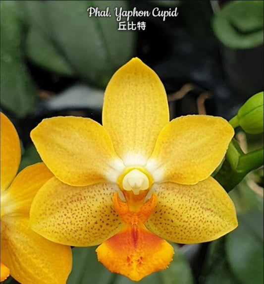 Phalaenopsis Yaphon Cupid x stuartiana var. nobillis 'Yellow Strain'