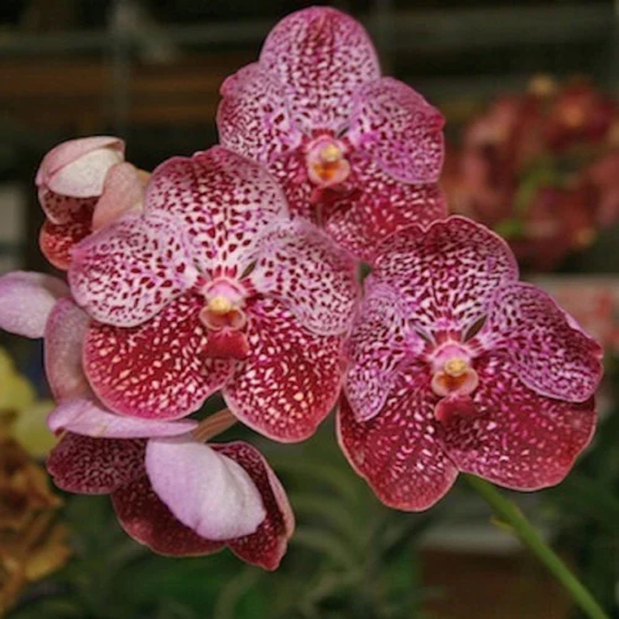 Vanda Pakchong Blue x Vanda Srakaew 4n