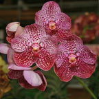 PACK OF 8 VANDA HYBRID SEEDLINGS