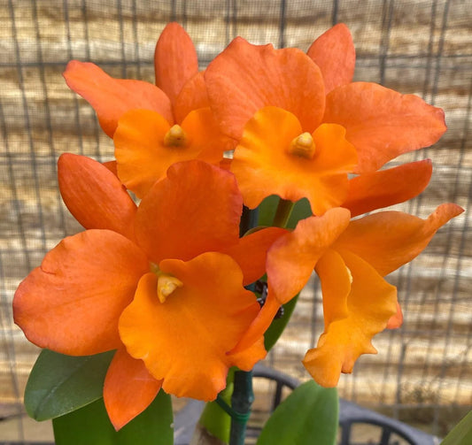Cattleya Fuchs Orange Nugget x Aussie Sunset