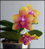 TOP - Phalaenopsis Allura 'AL's Rainbow (Mericlone)