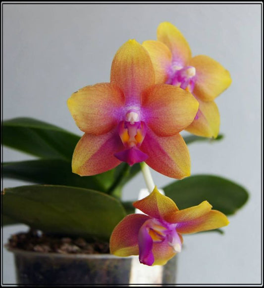 TOP - Phalaenopsis Allura 'AL's Rainbow (Mericlone)