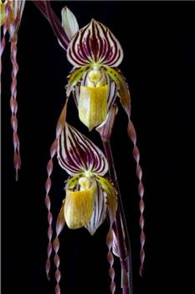 Paph. Orchid Joes Curly Q Jeanies Choice AM/CCM/AOS Main image