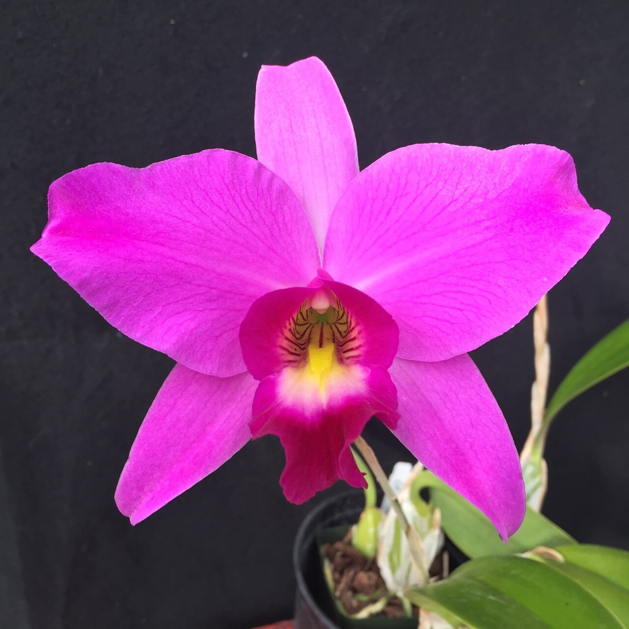L. Anceps 'Wallburnn' x Roseminah