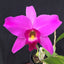 L. Anceps 'Wallburnn' x Roseminah
