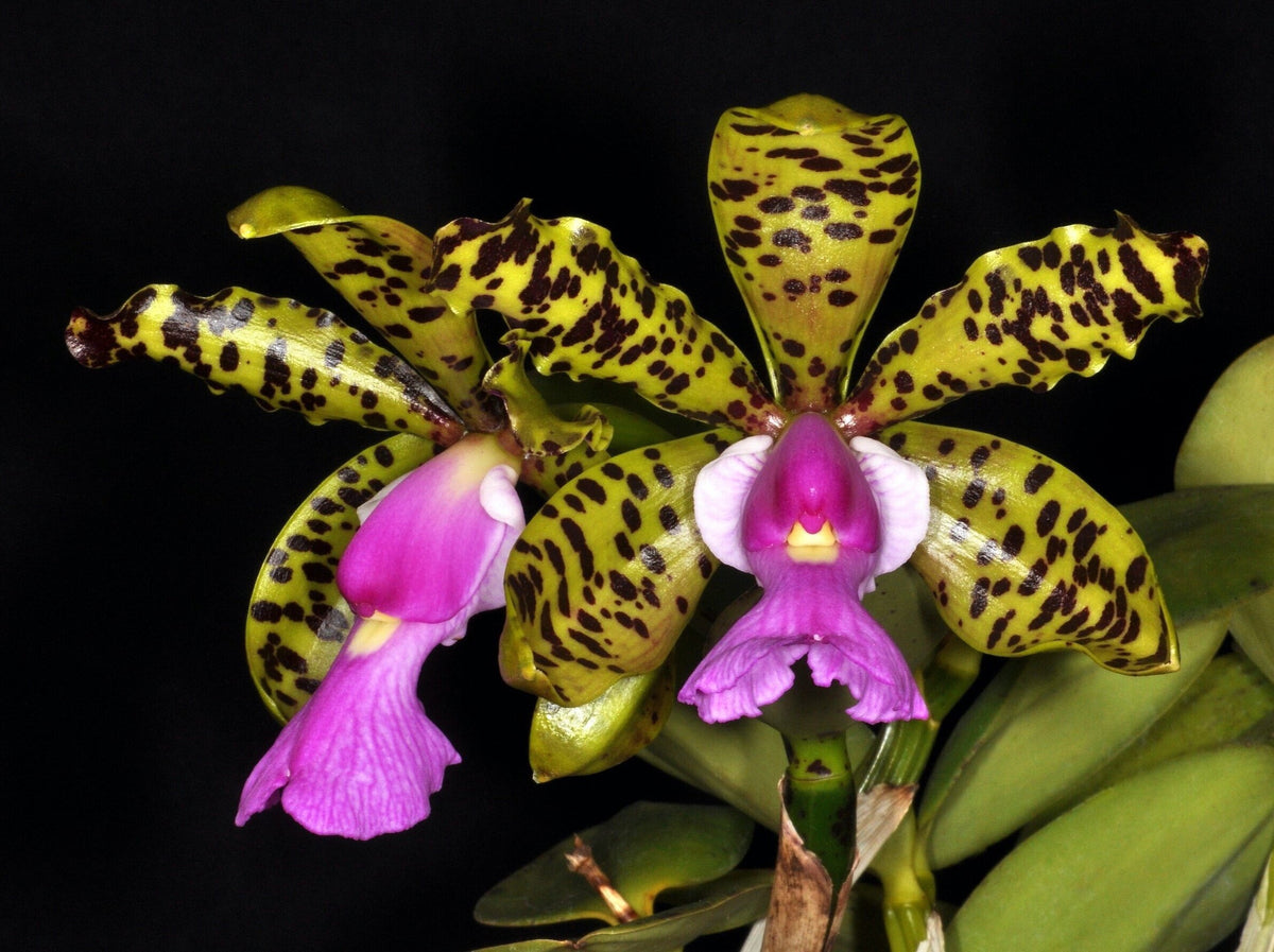 Cattleya aclandiae (RARE HARD TO FIND SPECIES)