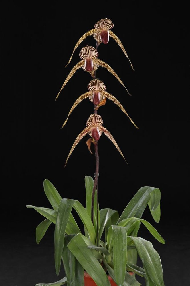 Paph. rothschildianum x Paph. Sunlight Rothschild Secondary image