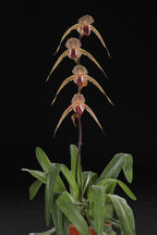 Paph. rothschildianum x Paph. Sunlight Rothschild