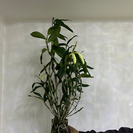 (IN BUDS NOW!) Fragrant Species Dendrobium Thyrsiflorum