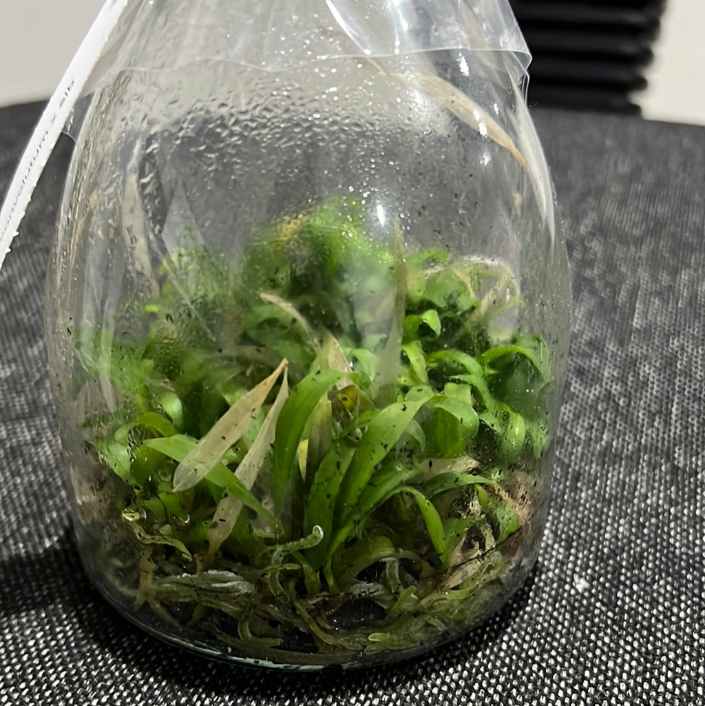 Dendrobium convolutum Latouria SPECIES FLASK