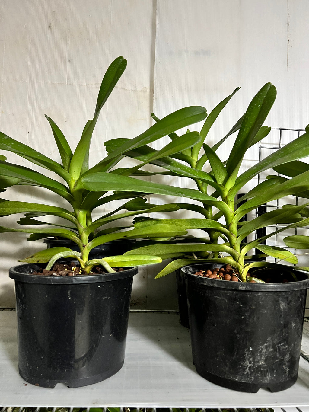RENANSTYLIS BANGKOK BEAUTY (HUGE FLOWERING SIZE)