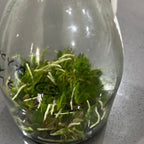 Sophronitis cernua f. aurea "Yellow" x sib (RARE SPECIES FLASK)