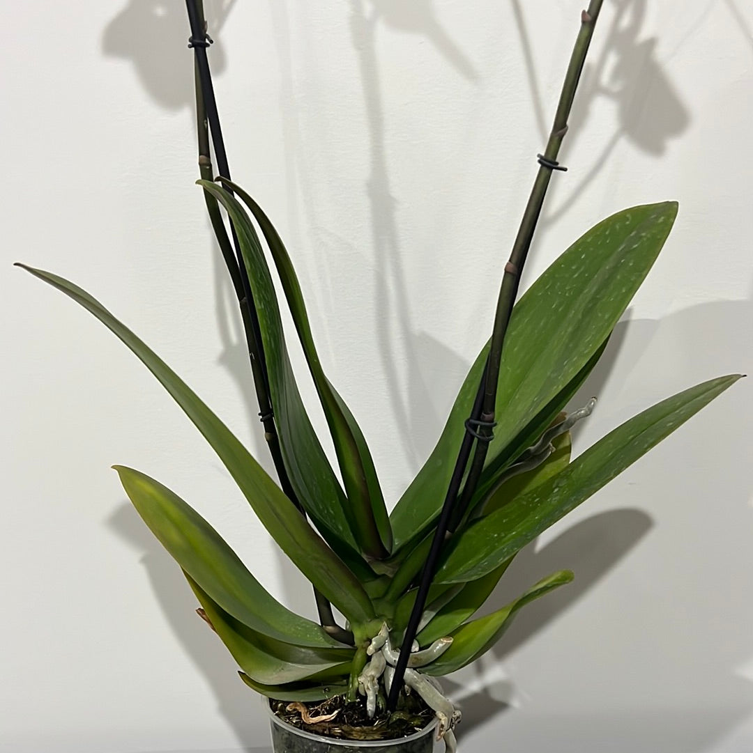 Phalaenopsis Pillow Talk (Blooming Now)