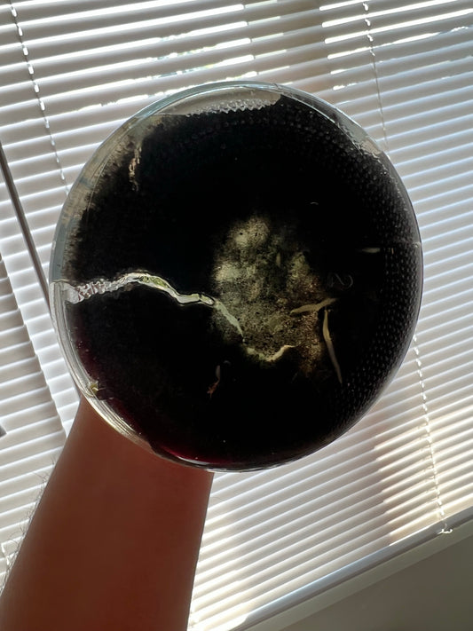 Flask - Monnierara Millennium Magic 'Witchcraft' FCC/AOS