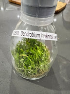 Dendrobium jenkinsii x self (FLASK) RARE ON SALE
