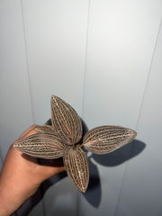 Ludisia discolour (Jewel Orchid)