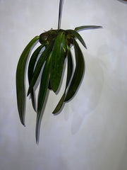 Bulbophyllum Phalaenopsis (Gigantic Plant)