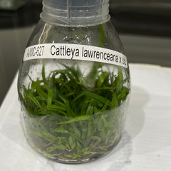 TOP Flask - Cattleya lawrenceana