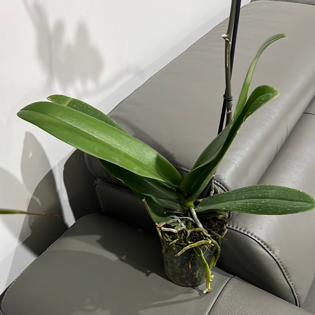 Phalaenopsis Spilled Ink (Blooming Now)