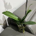 Phalaenopsis Spilled Ink (Blooming Now)