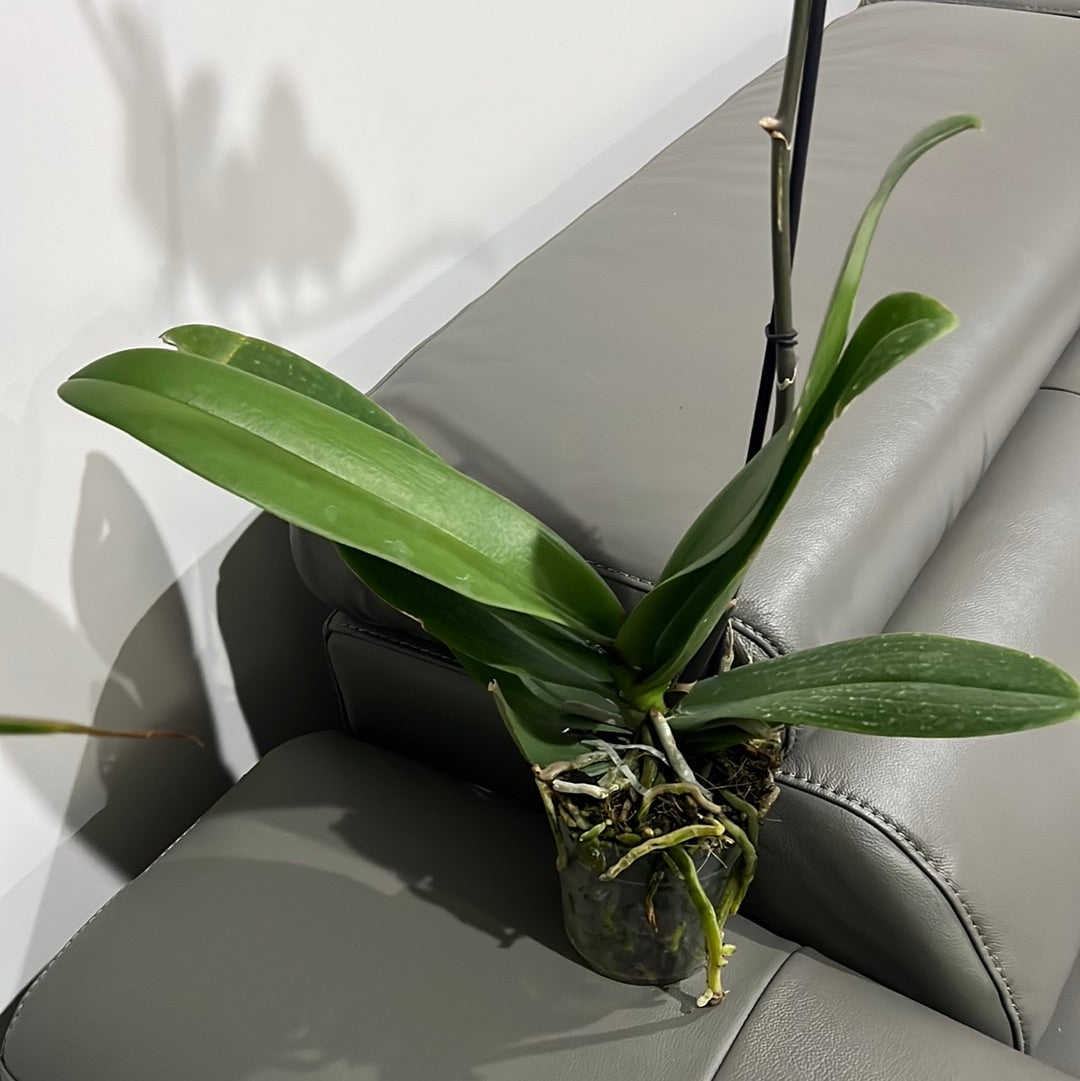 Phalaenopsis Spilled Ink (Blooming Now)