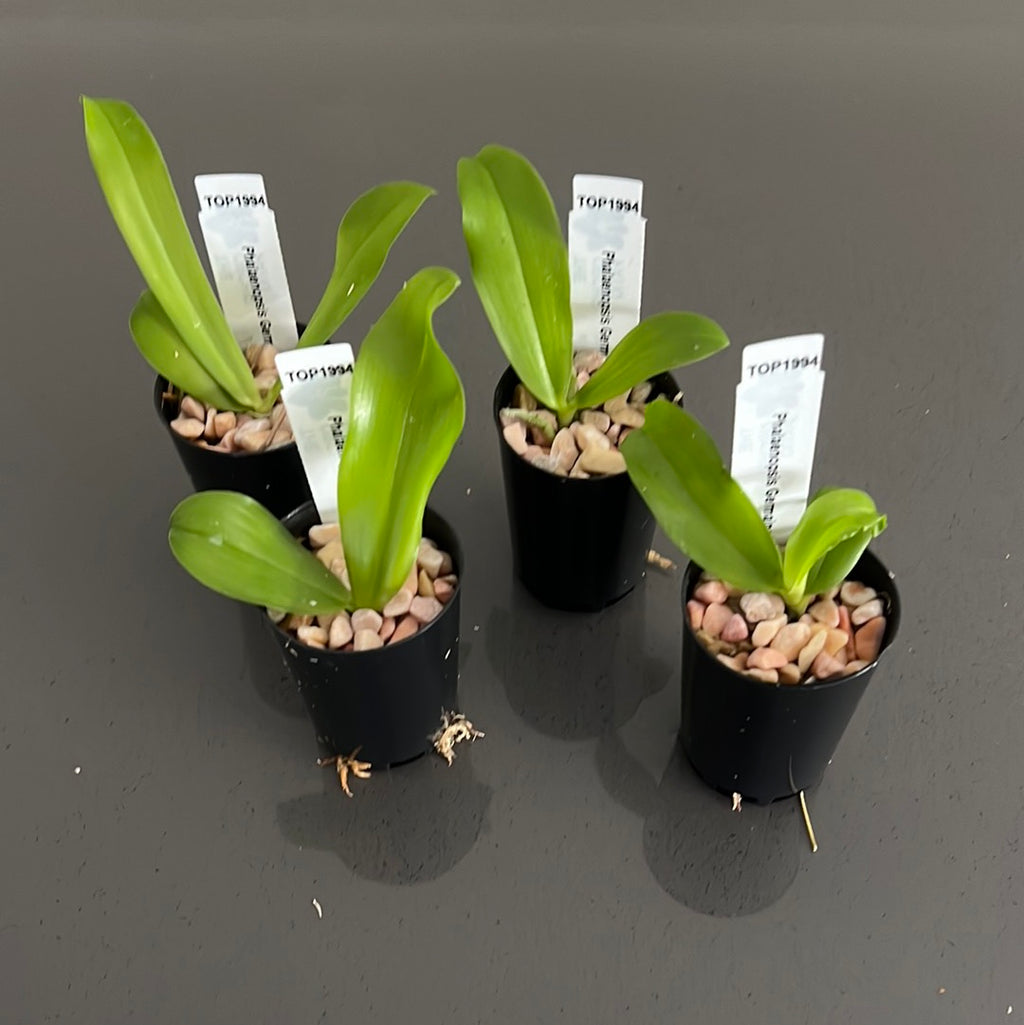 Phalaenopsis Germaine Vincent (Phal. violacea x Phal. tetraspis) Fragrant