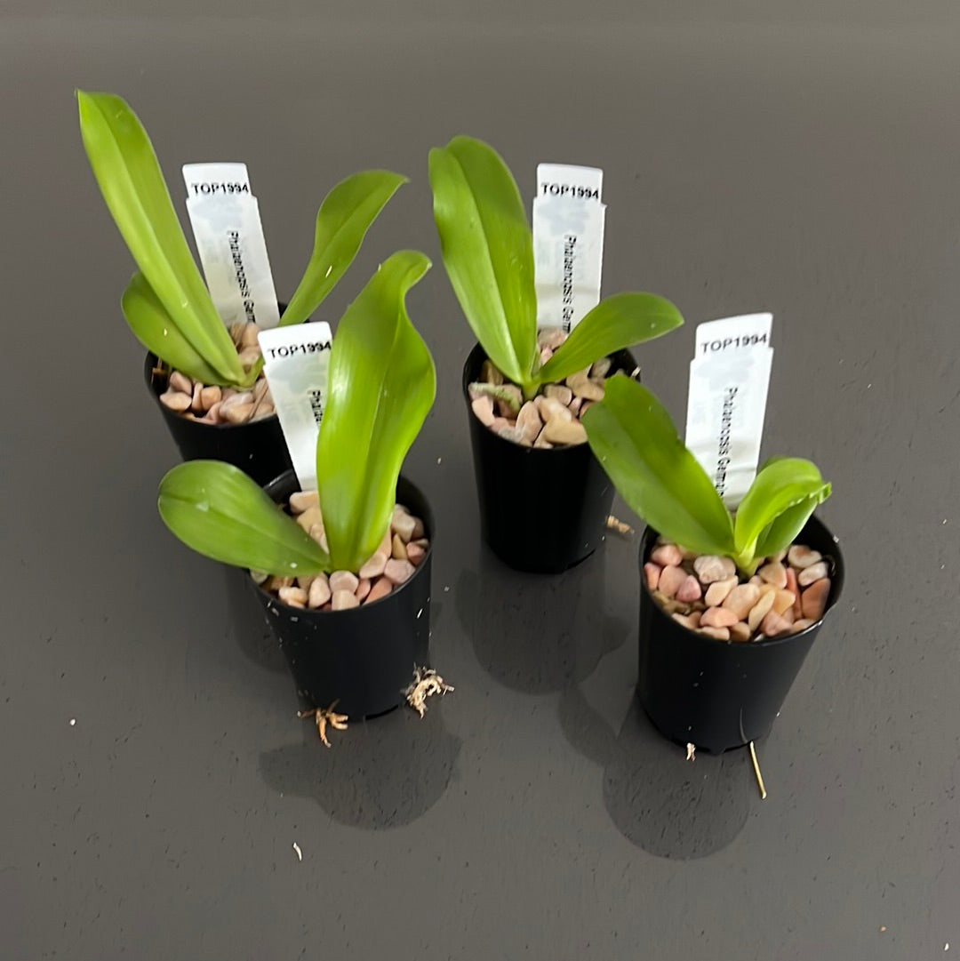 Phalaenopsis Germaine Vincent (Phal. violacea x Phal. tetraspis) Fragrant