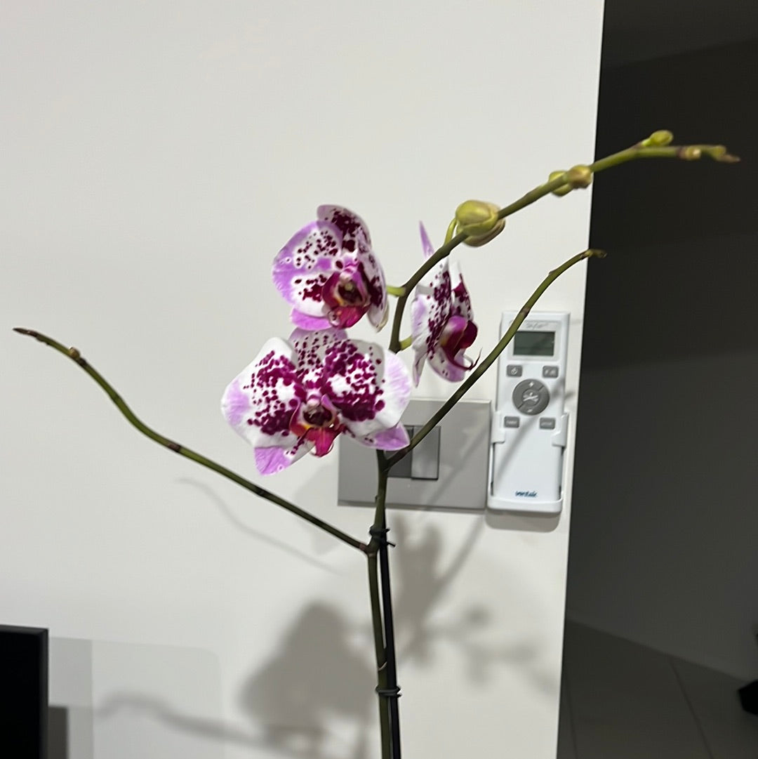 Phalaenopsis Spilled Ink (Blooming Now) Secondary image