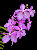 Vanda roeblingiana x coerulea f. delicata